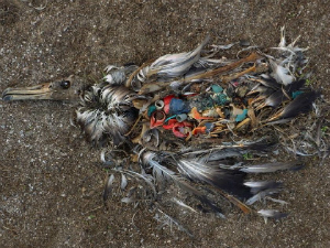 Dead seabird full of plastic