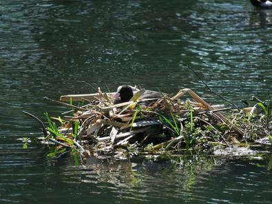 A nesting Coot in Sean Walsh Park