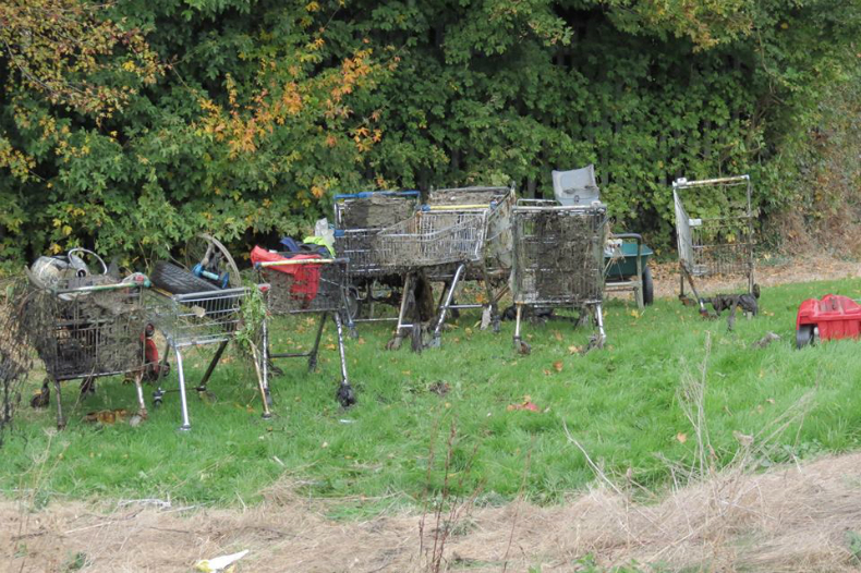 Shopping trolleys dumped in SWP