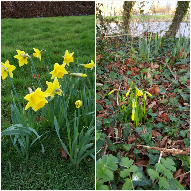 Daffodils in Sean Walsh Park