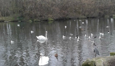 Pond in Sean Walsh Memorial Park