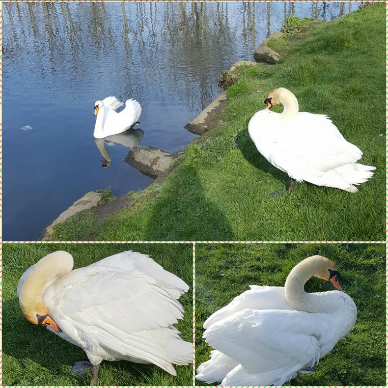 Swans in Sean Walsh Park in Tallaght