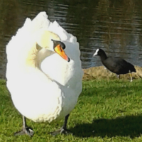A swan and coot in Sean Walsh Park in Tallaght