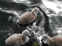 Cygnets in Sean Walsh Park in Tallaght, Dublin 24