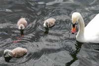 Swan and cygnets in Sean Walsh Park