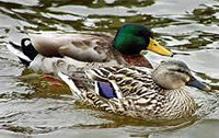 Mallard ducks in Sean Walsh Park